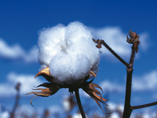 Imbottitura Cotone Organico Bultex